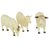 Charolais Cows