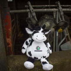 Fiona the Friesian Cow