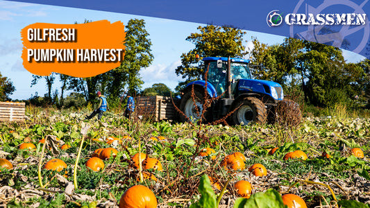 Gilfresh Produce 2022 Pumpkin Harvest!
