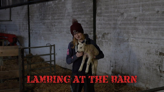 Lambing at the Barn!
