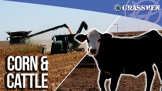 25,000 CATTLE and Combining 6500 ACRES of CORN!! - 3B Farms, Texas