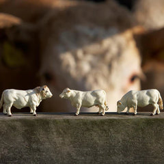 Charolais Cows