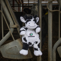 Fiona the Friesian Cow